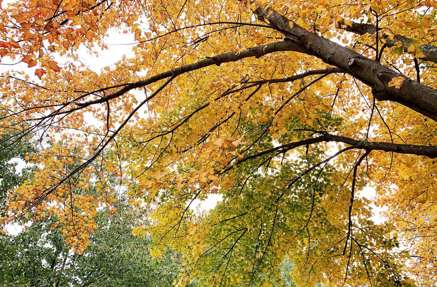 Đà Lạt mùa lá vàng, lá đỏ đẹp tựa trời Âu ảnh 5