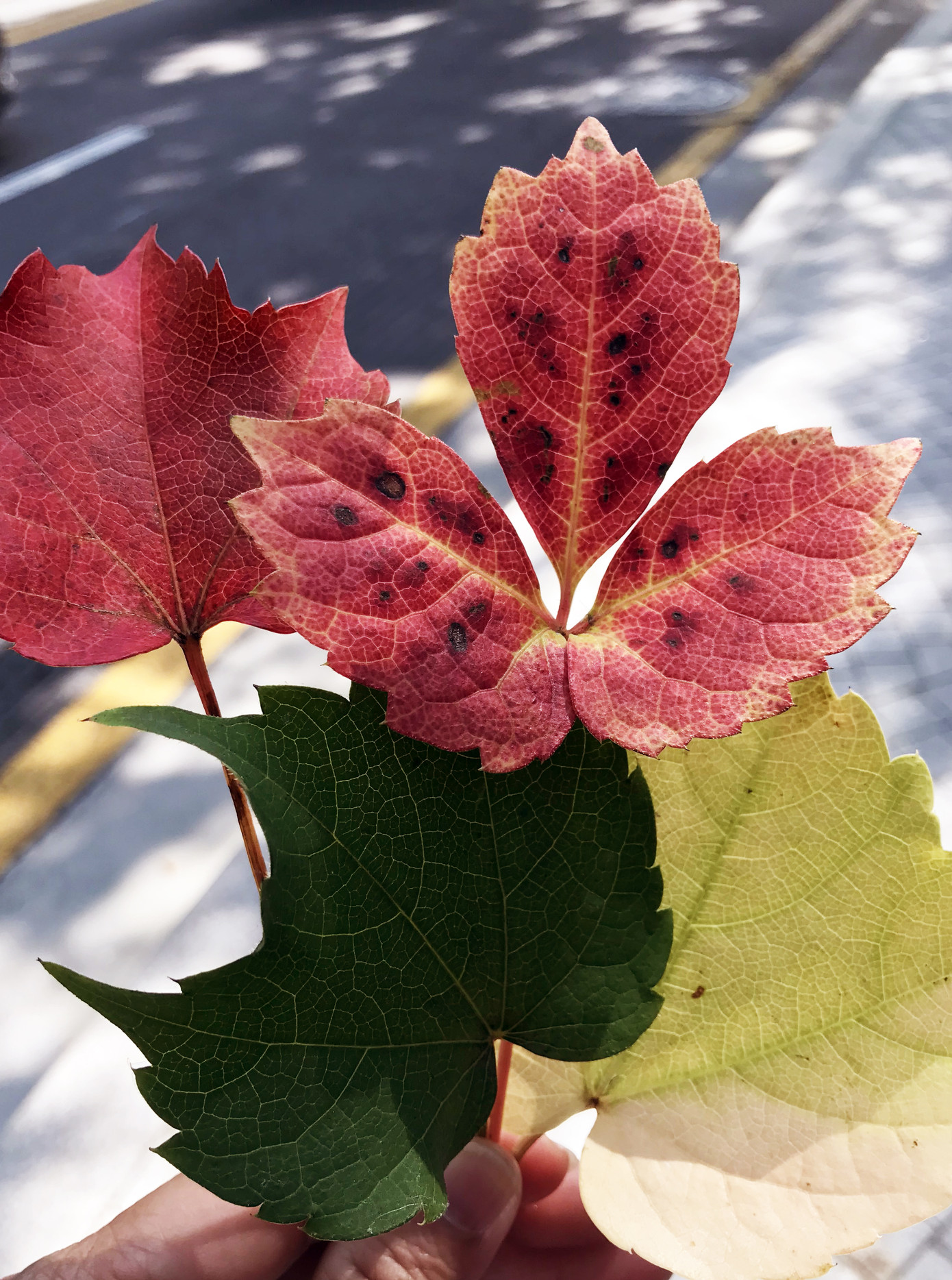 Đà Lạt mùa lá vàng, lá đỏ đẹp tựa trời Âu ảnh 4