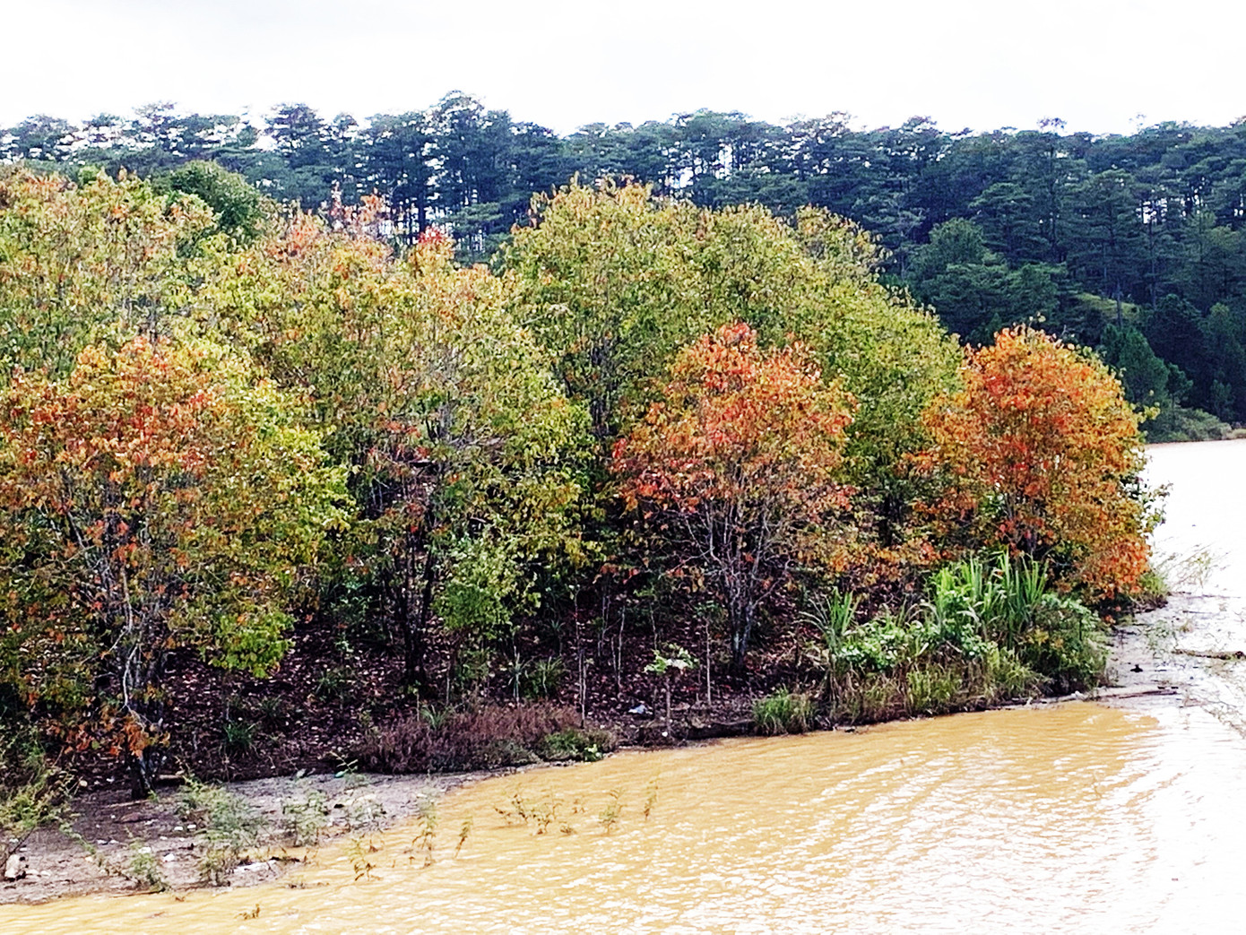 Đà Lạt mùa lá vàng, lá đỏ đẹp tựa trời Âu ảnh 1
