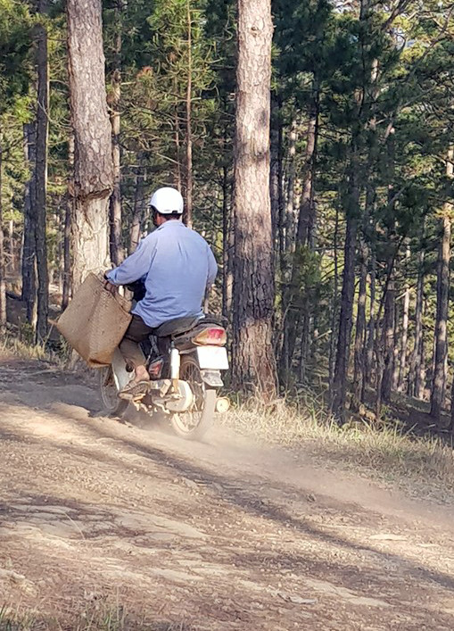 Đột kích trường gà giữa rừng nguyên sinh ảnh 2