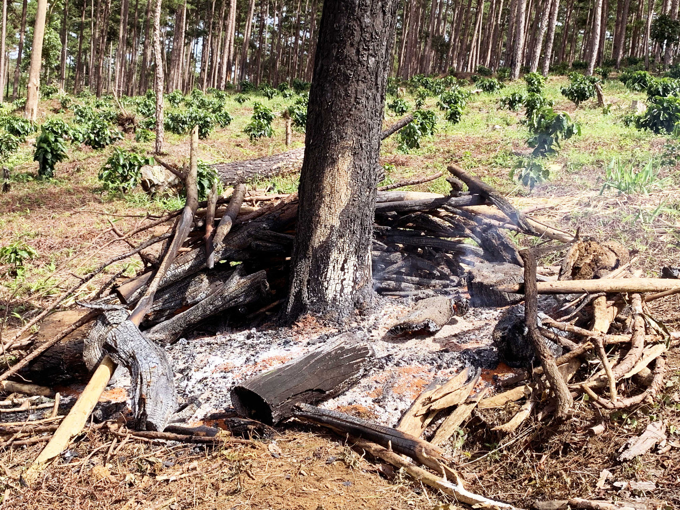 Kỷ luật, thuyên chuyển cả 'giàn' lãnh đạo Hạt Kiểm lâm Bảo Lâm ảnh 2