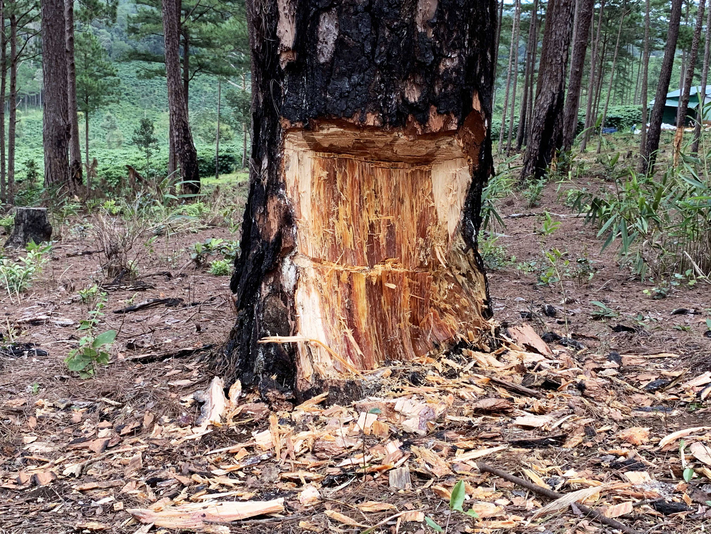 Kỷ luật, thuyên chuyển cả 'giàn' lãnh đạo Hạt Kiểm lâm Bảo Lâm ảnh 3