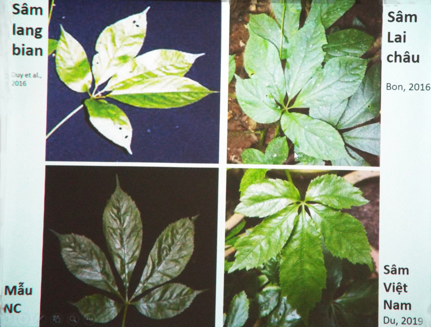 Nhầm tưởng sâm quý Ngọc Linh, dòng người đổ vào vườn quốc gia săn lùng ảnh 1