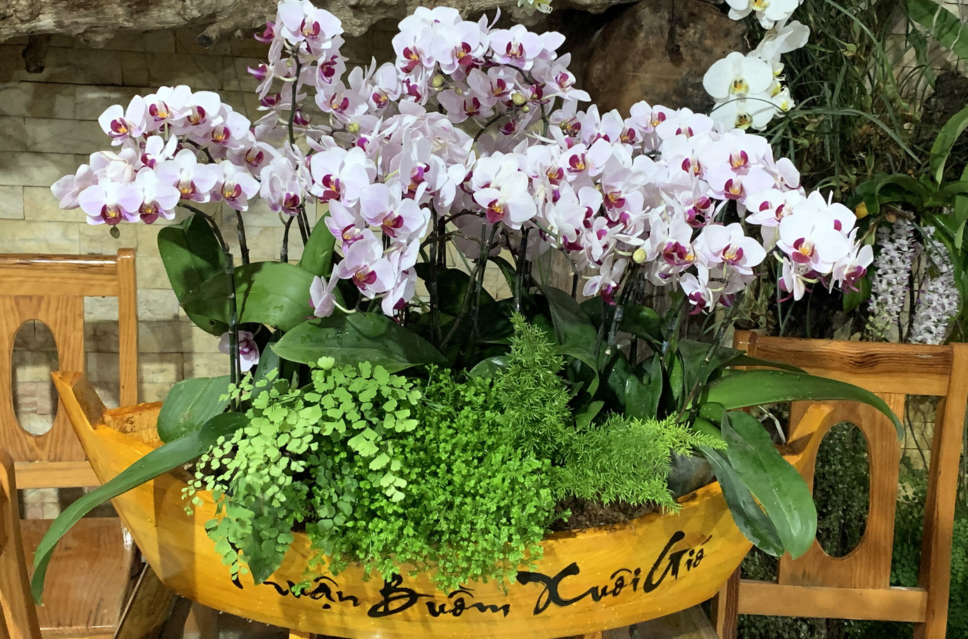 Nữ hoàng hoa lan Đà lạt khoe sắc khắp mọi miền, 'cháy hàng' dịp Tết ảnh 6