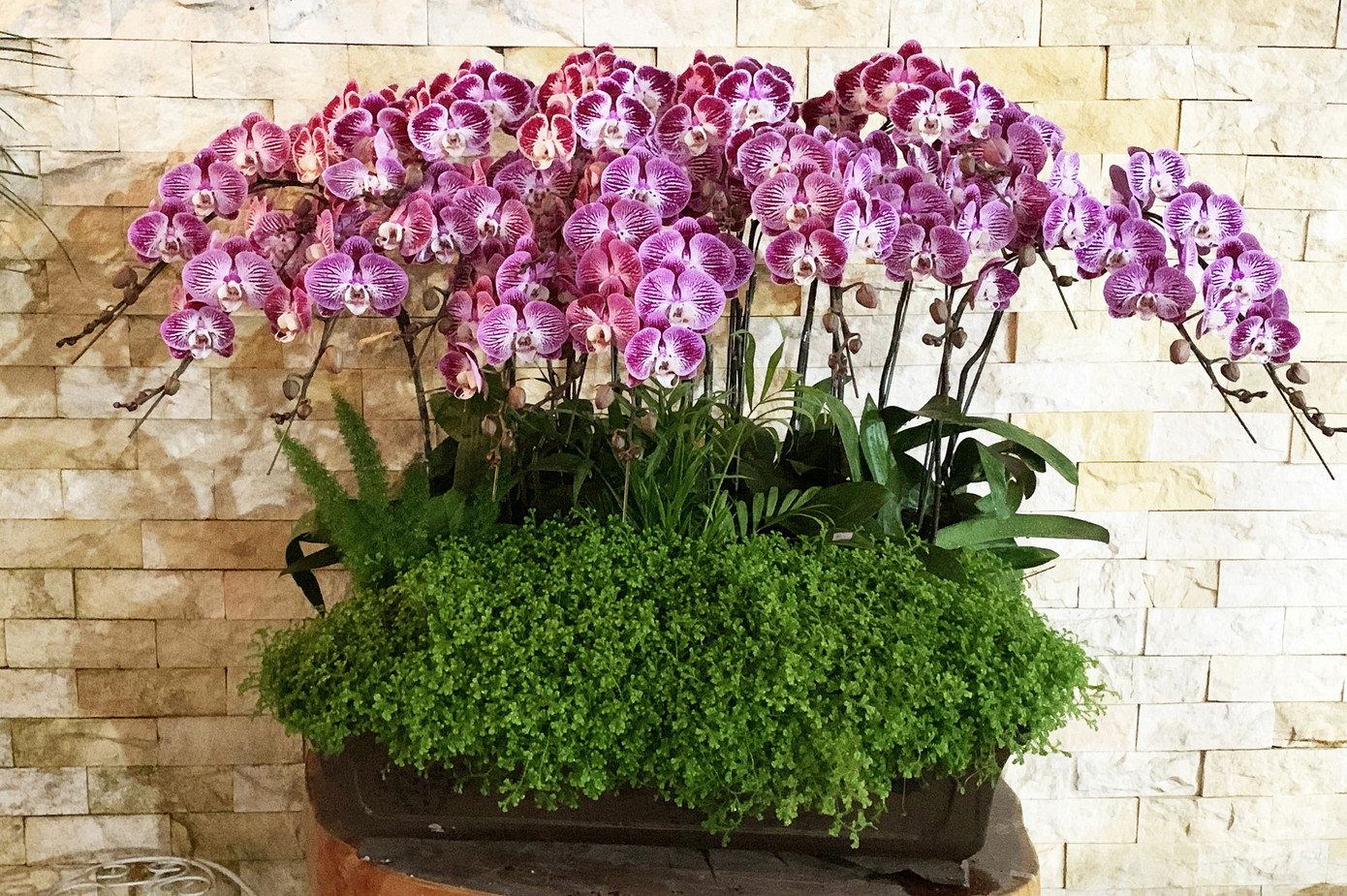 Nữ hoàng hoa lan Đà lạt khoe sắc khắp mọi miền, 'cháy hàng' dịp Tết ảnh 5