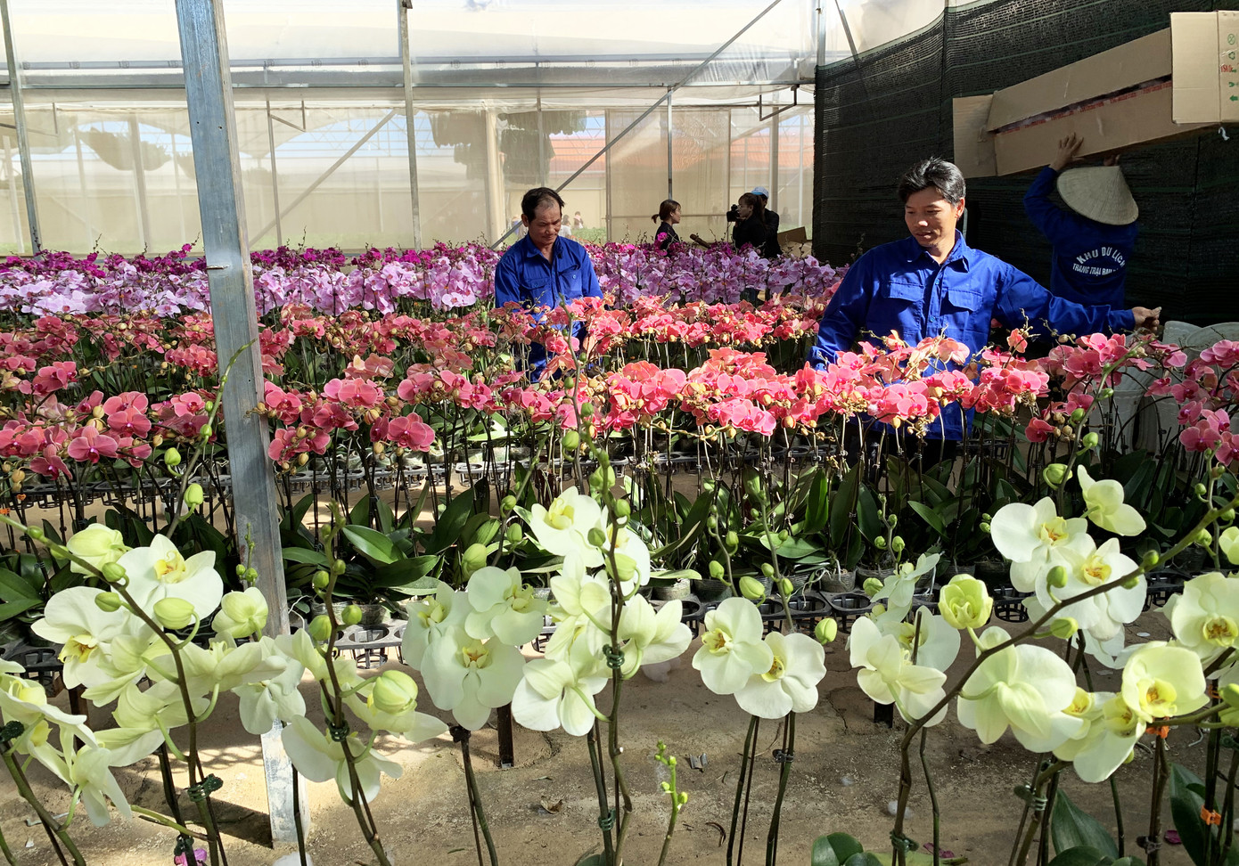 Nữ hoàng hoa lan Đà lạt khoe sắc khắp mọi miền, 'cháy hàng' dịp Tết ảnh 2