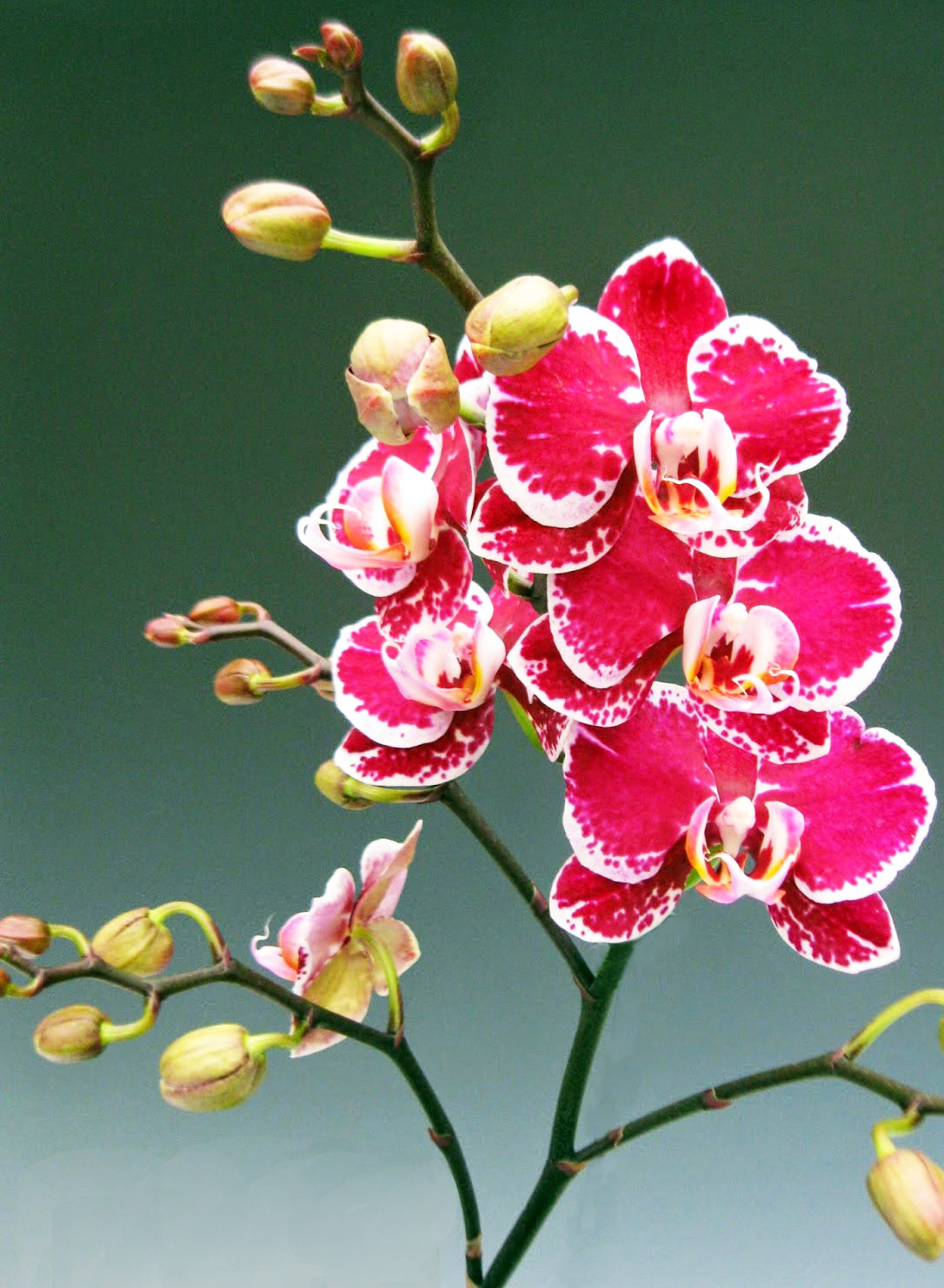 Nữ hoàng hoa lan Đà lạt khoe sắc khắp mọi miền, 'cháy hàng' dịp Tết ảnh 4