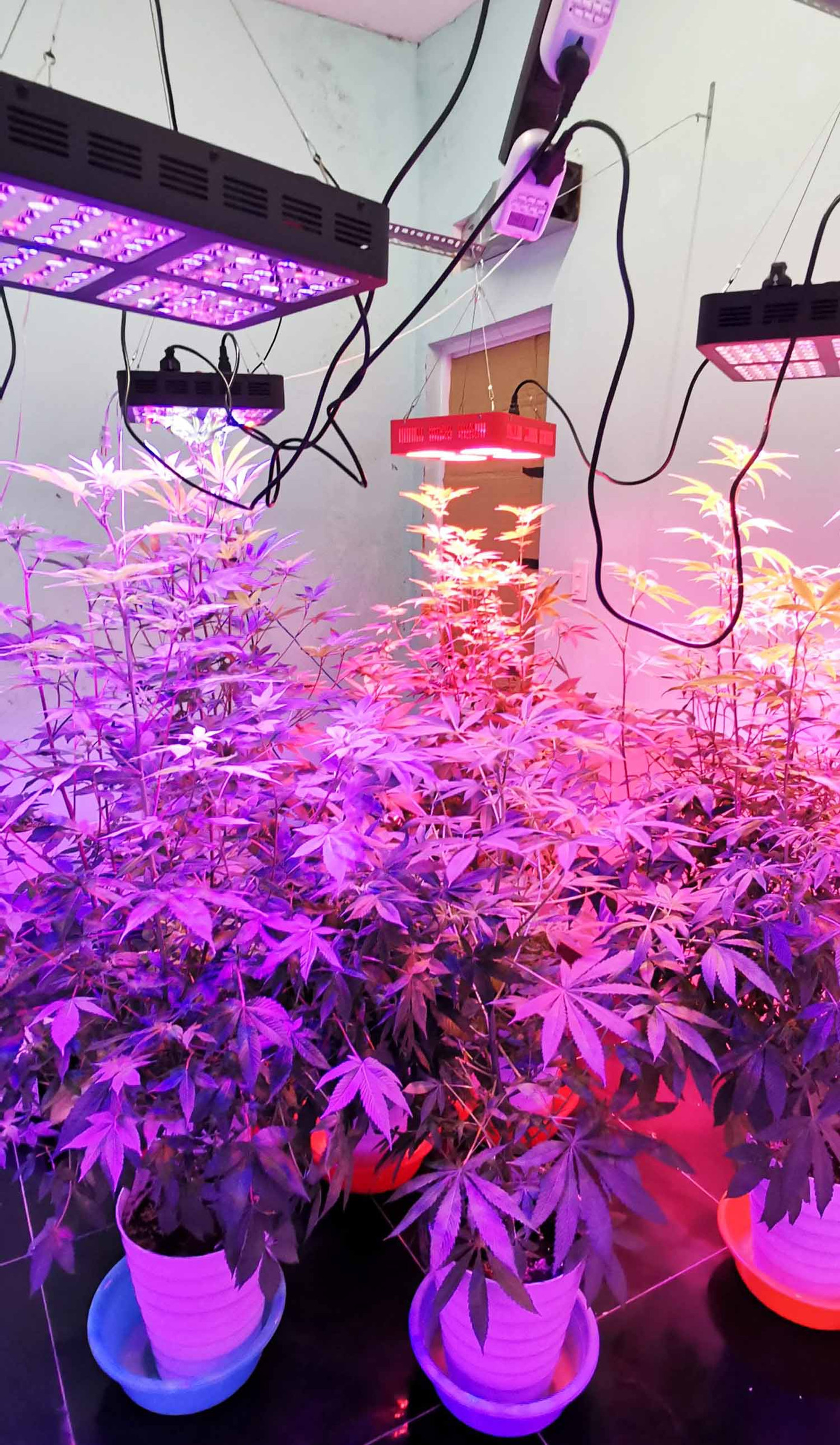  Lắp hệ thống đèn trong nhà vệ sinh để trồng cần sa ảnh 1