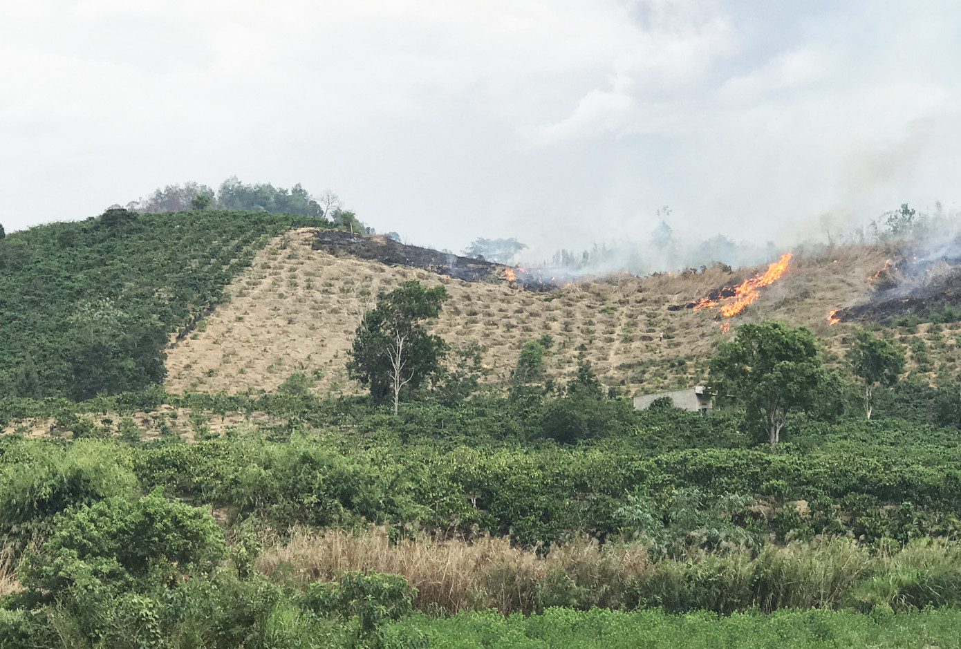 Báo động nguy cơ cháy rừng Lâm Đồng ở cấp cực kỳ nguy hiểm ảnh 2
