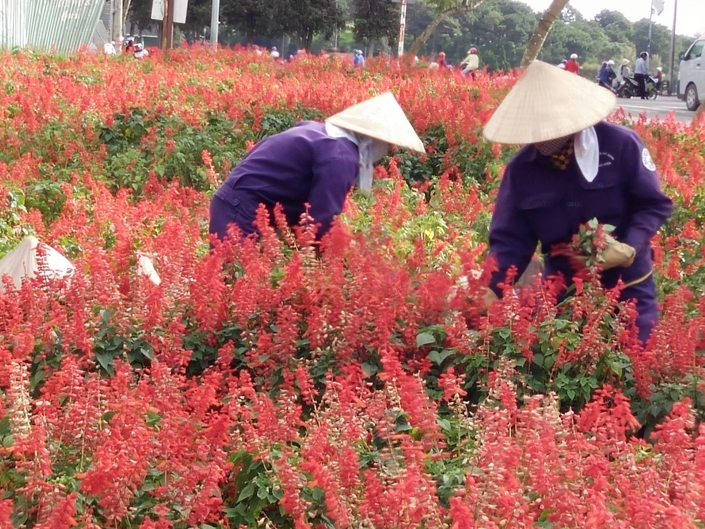 Thức thâu đêm giao thừa để thành phố rực rỡ đón năm mới ảnh 2