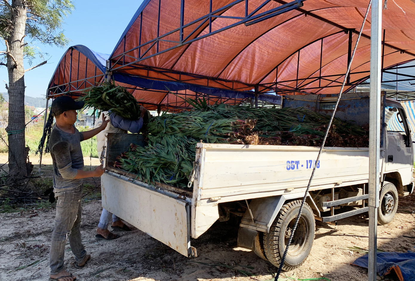 COVID-19 khiến ‘vựa’ lay-ơn lớn nhất nước ế ẩm, rớt giá xuống đáy ảnh 3