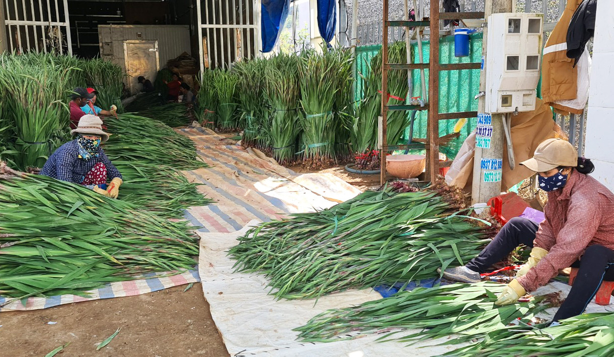 COVID-19 khiến ‘vựa’ lay-ơn lớn nhất nước ế ẩm, rớt giá xuống đáy ảnh 1