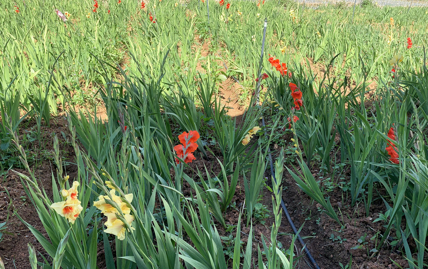 COVID-19 khiến ‘vựa’ lay-ơn lớn nhất nước ế ẩm, rớt giá xuống đáy ảnh 2