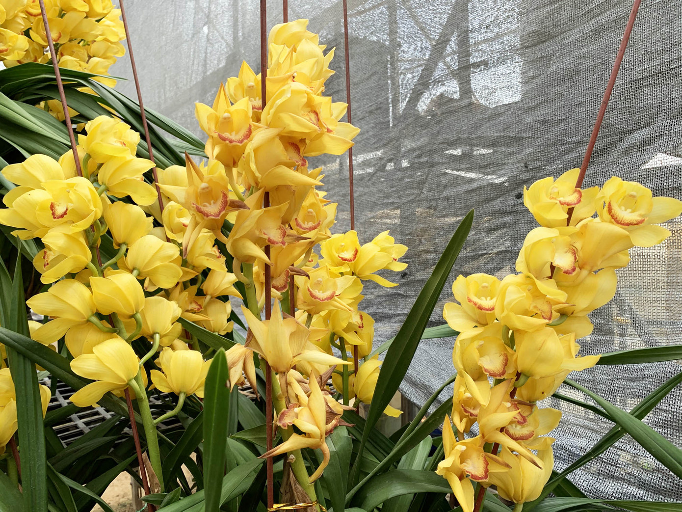 Nắng đẹp, hoa 'cười', người trồng địa lan Đà Lạt 'khóc' ảnh 2