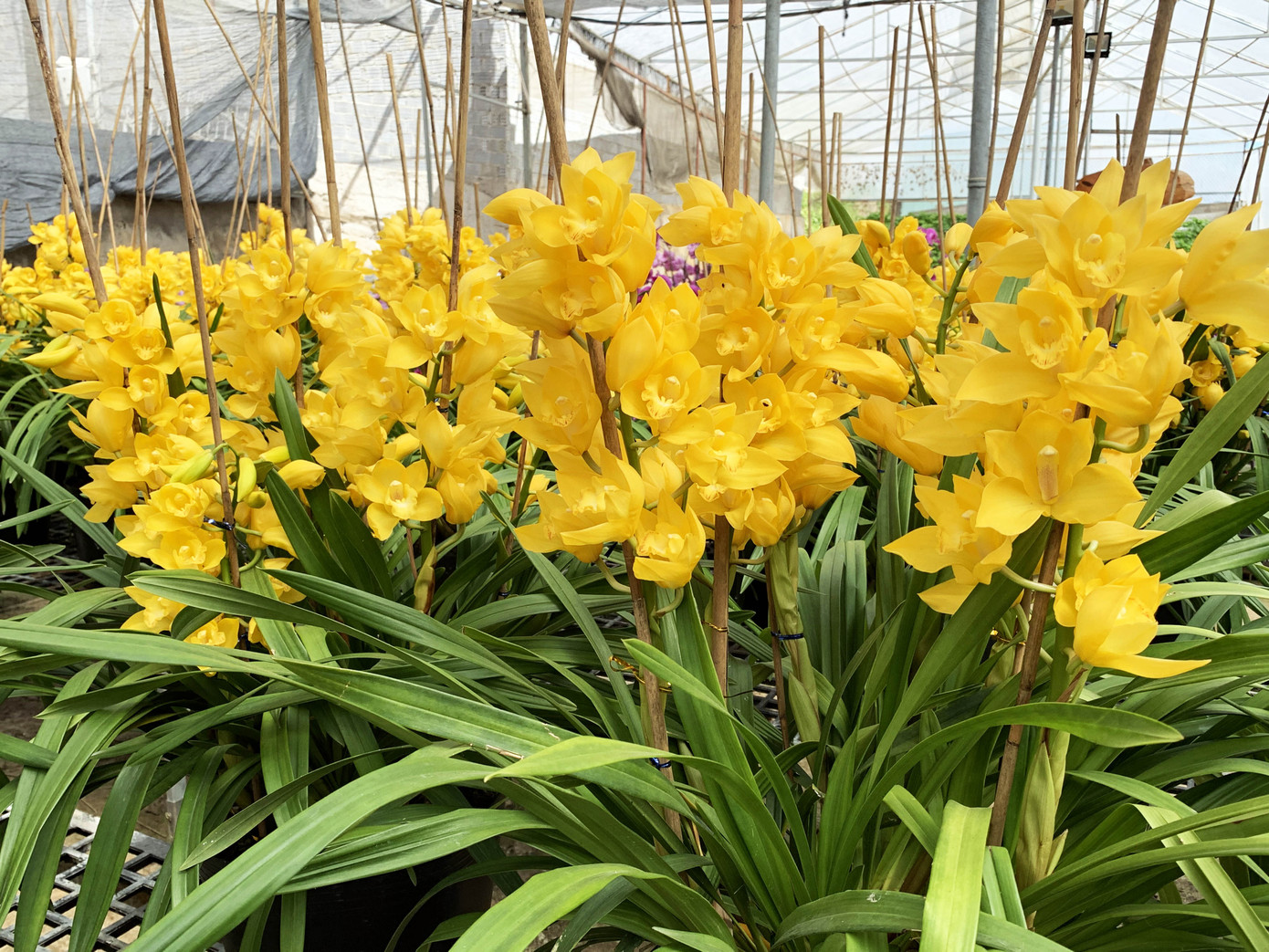 Nắng đẹp, hoa 'cười', người trồng địa lan Đà Lạt 'khóc' ảnh 1