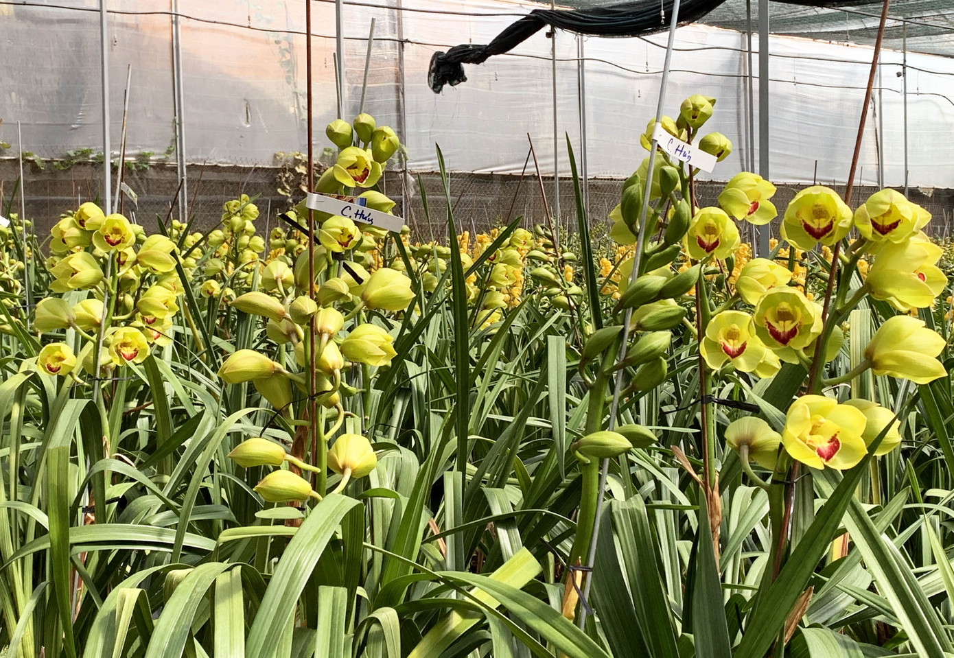 Nắng đẹp, hoa 'cười', người trồng địa lan Đà Lạt 'khóc' ảnh 3