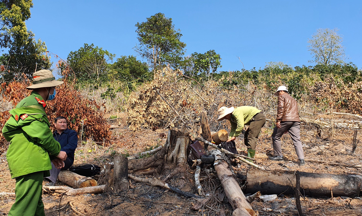 Xác định 2 nghi can ‘xẻ thịt’ rừng phòng hộ ở Đà Lạt ảnh 5