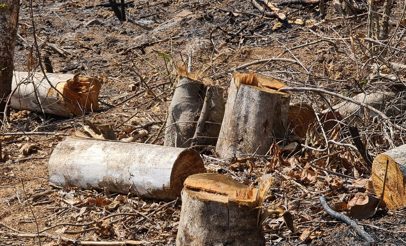 Xác định 2 nghi can ‘xẻ thịt’ rừng phòng hộ ở Đà Lạt ảnh 3