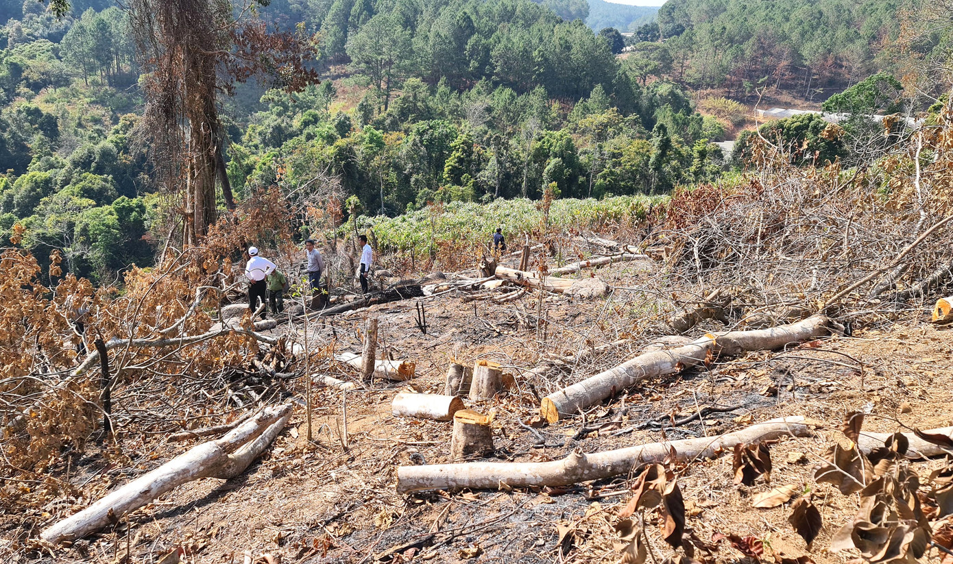 Xác định 2 nghi can ‘xẻ thịt’ rừng phòng hộ ở Đà Lạt ảnh 1