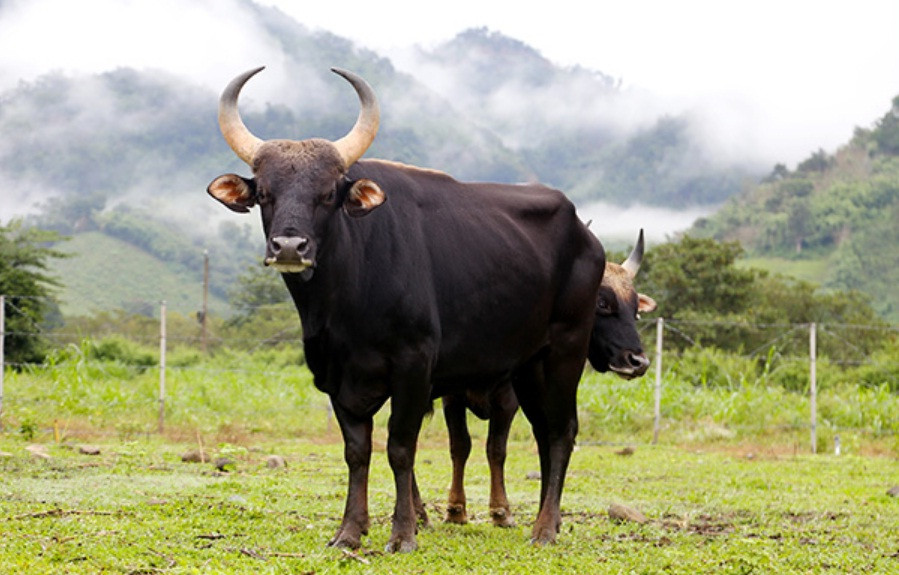 Đàn bò tót lai quý hiếm suy kiệt: Gấp rút chuyển về Vườn quốc gia ảnh 2