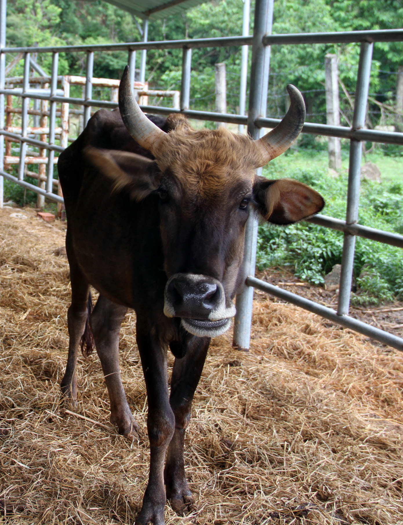 Đàn bò tót lai quý hiếm suy kiệt: Gấp rút chuyển về Vườn quốc gia ảnh 3