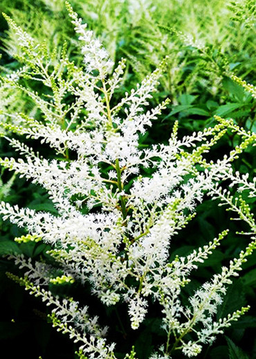 Nhiều loài hoa mới Đà Lạt được tung ra thị trường Tết ảnh 6