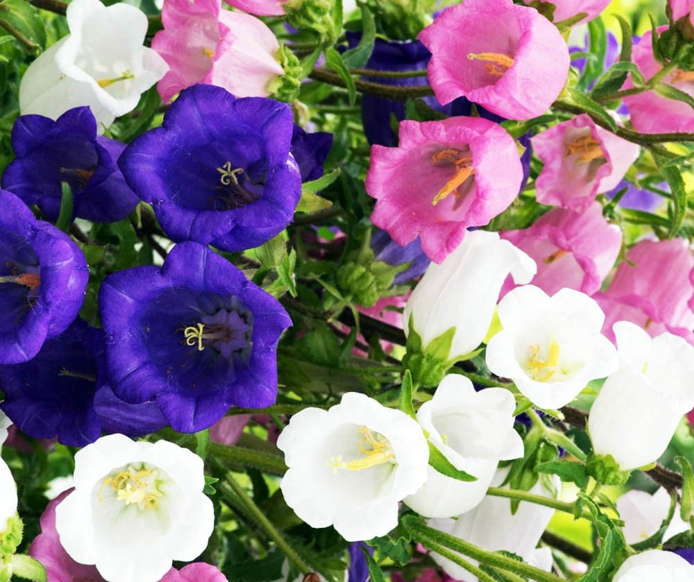 Nhiều loài hoa mới Đà Lạt được tung ra thị trường Tết ảnh 2