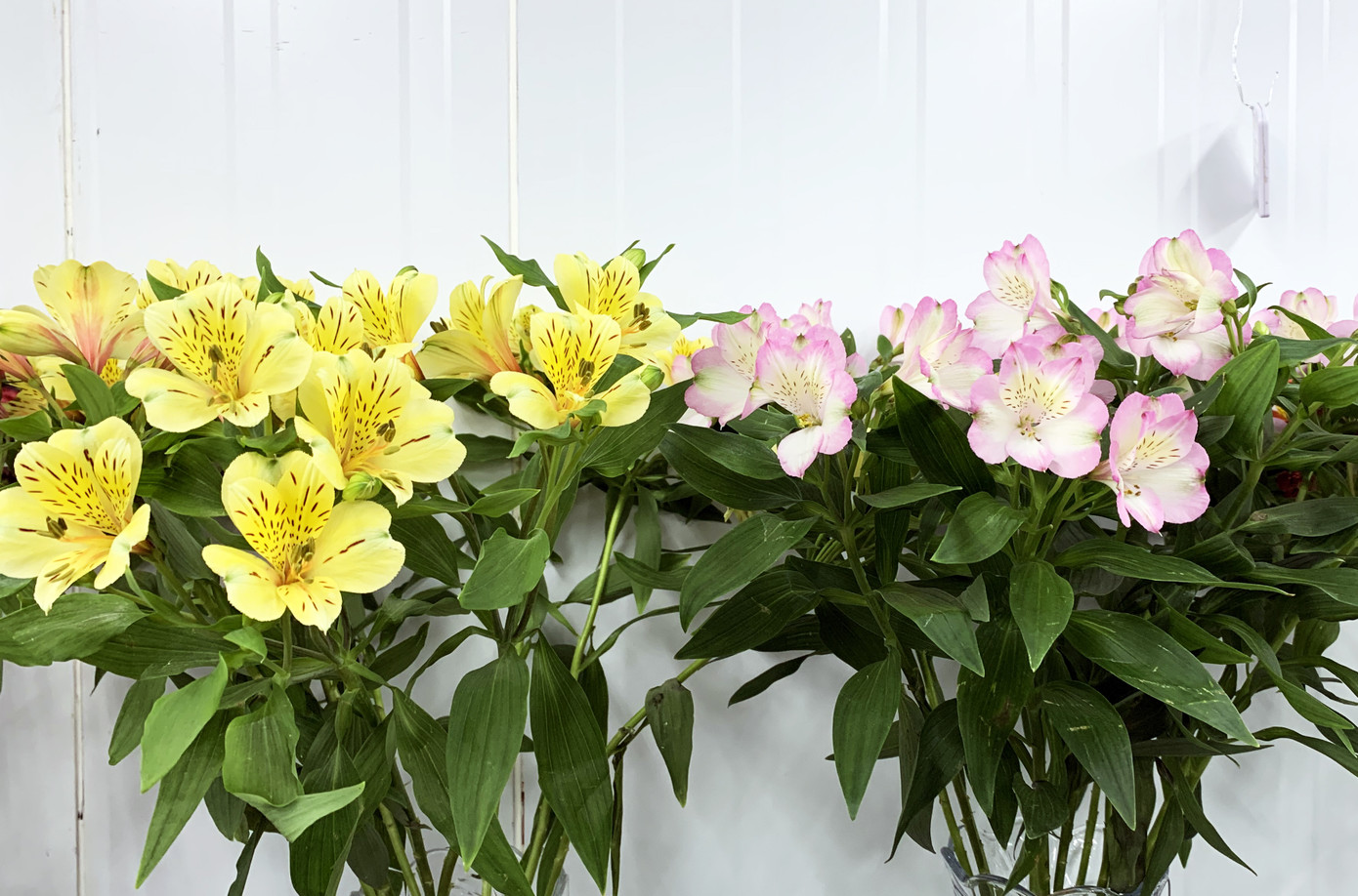 Nhiều loài hoa mới Đà Lạt được tung ra thị trường Tết ảnh 5