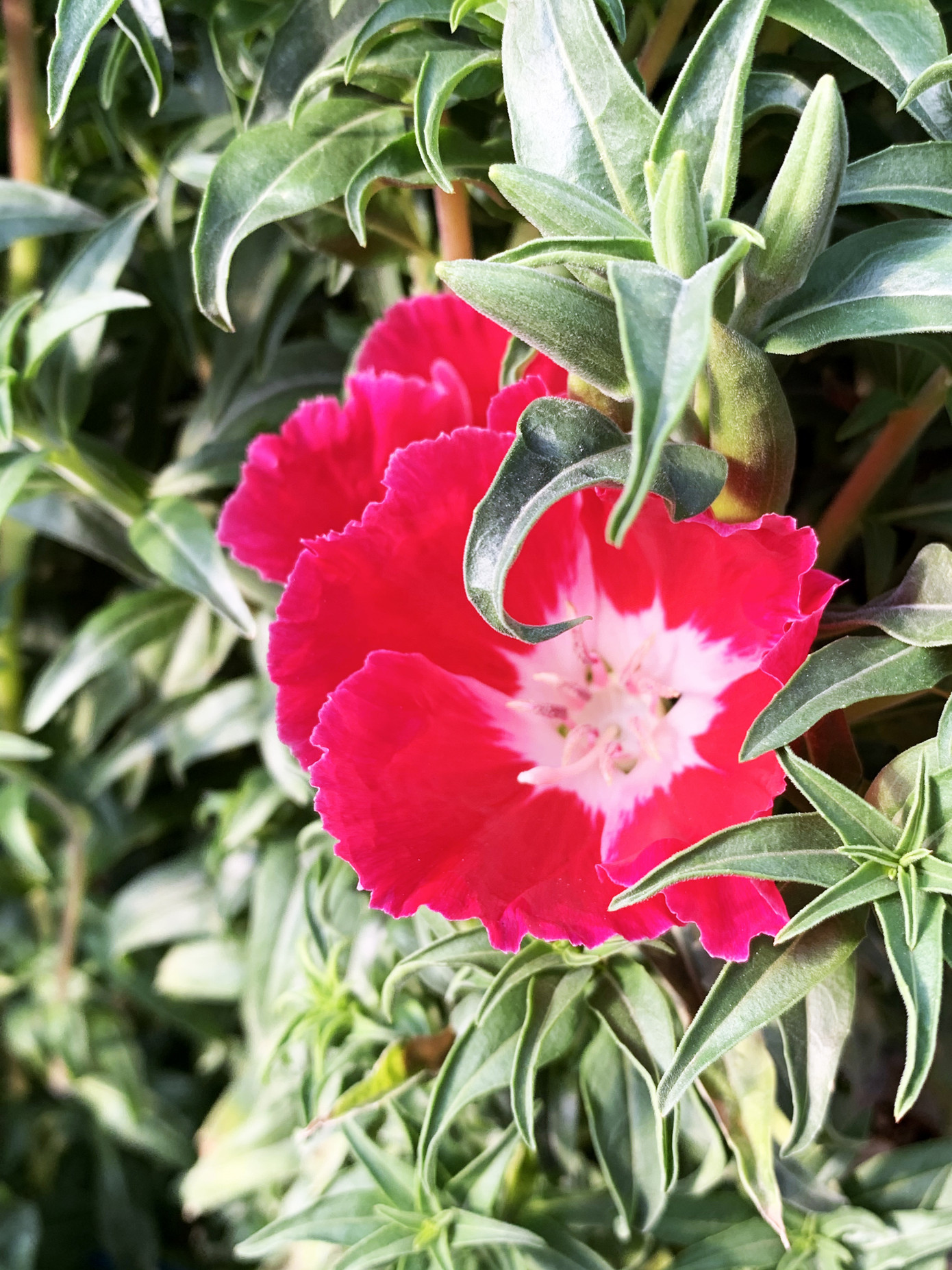 Nhiều loài hoa mới Đà Lạt được tung ra thị trường Tết ảnh 1