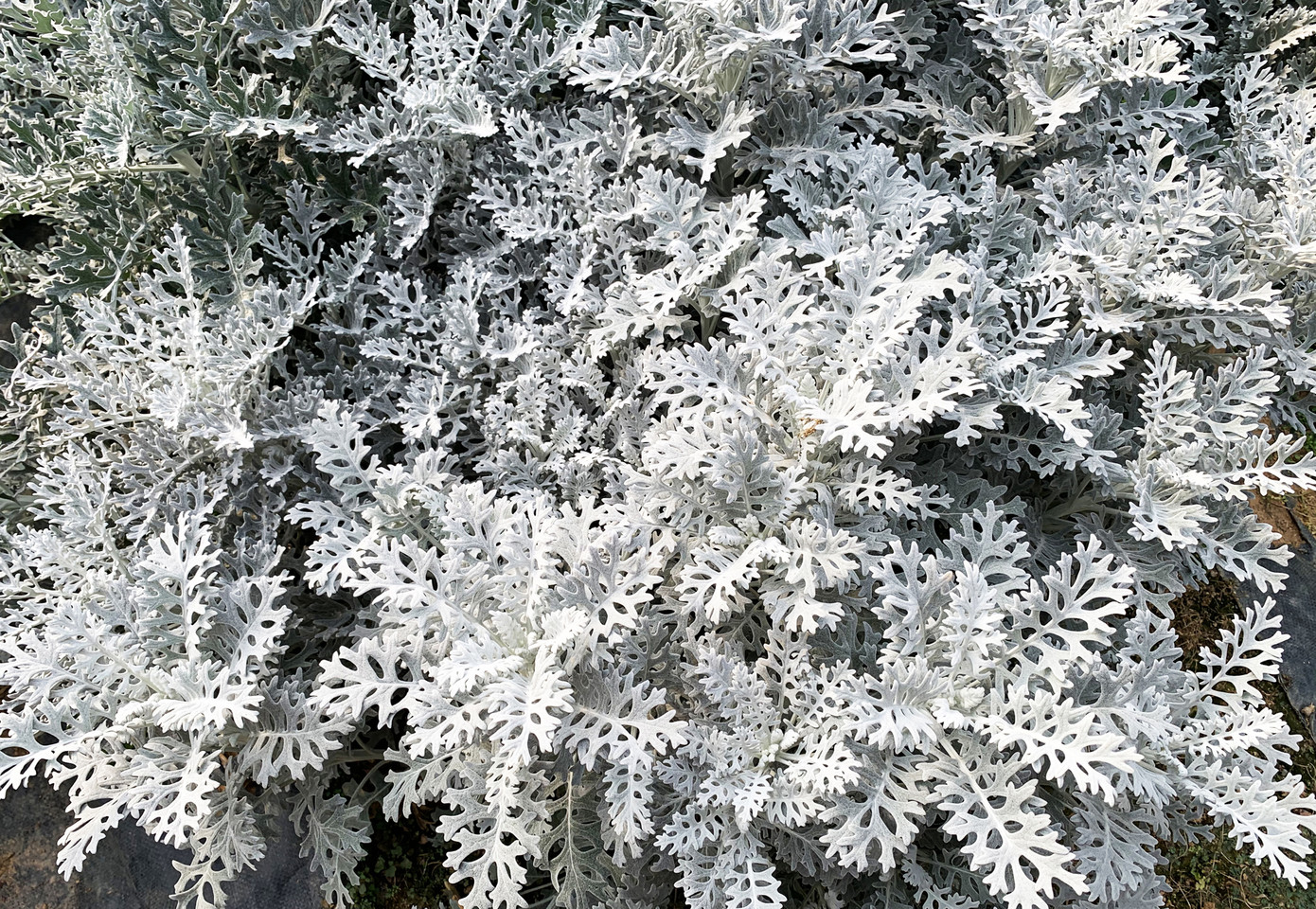 Nhiều loài hoa mới Đà Lạt được tung ra thị trường Tết ảnh 3