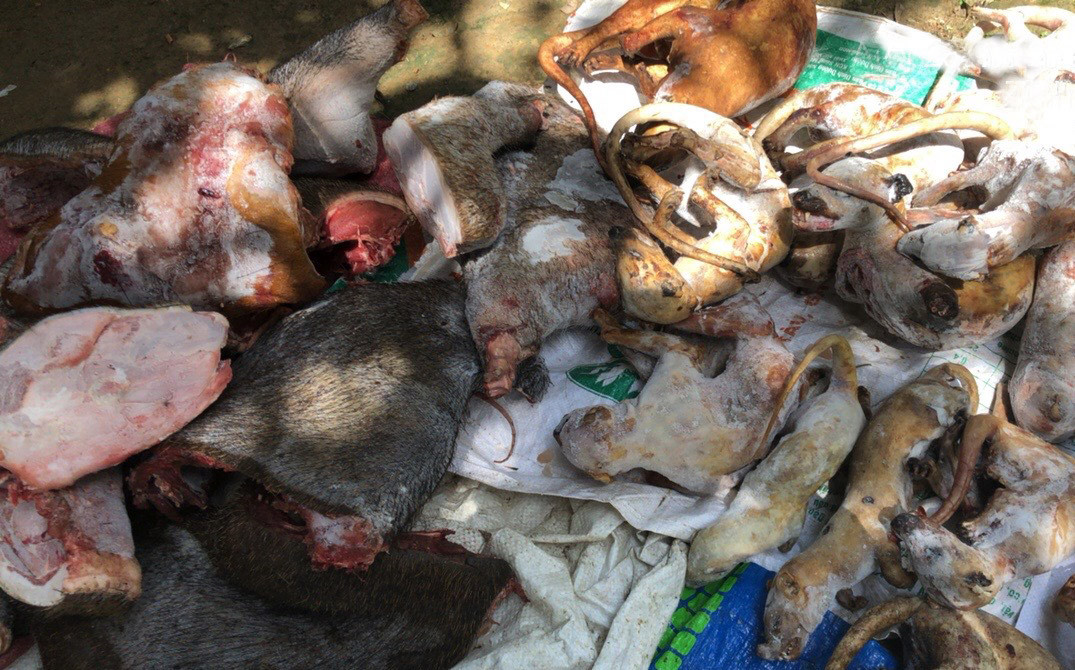 Tàng trữ, mua bán 2 con kỳ đà quý hiếm, bị phạt 330 triệu đồng ảnh 2