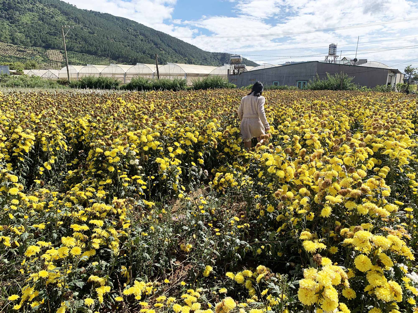 Vì sao Đà Lạt chỉ xuất khẩu được 10% sản lượng hoa? ảnh 1