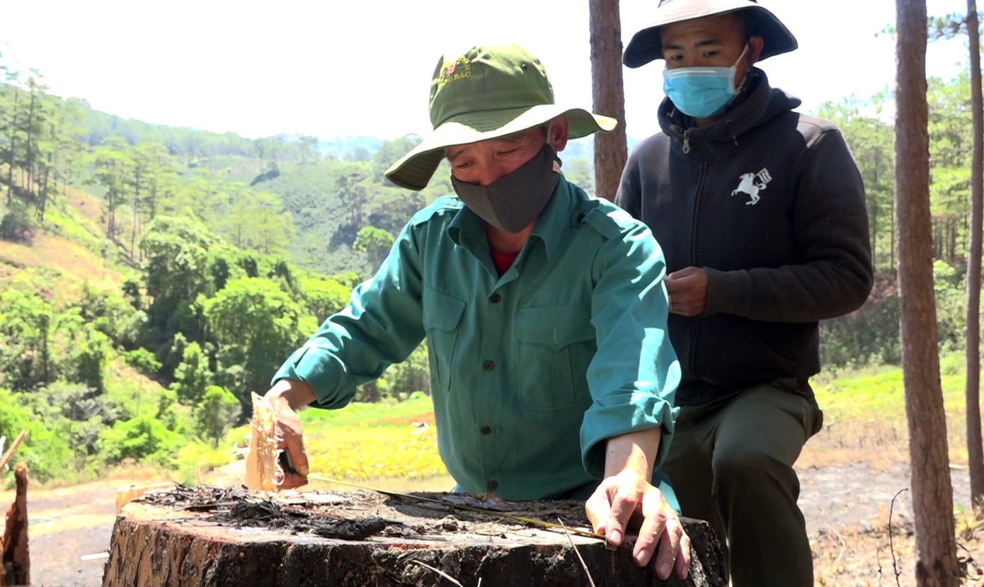 Rừng thông tuyệt đẹp ở cửa ngõ Đà Lạt bị xẻ ván tại chỗ ảnh 3