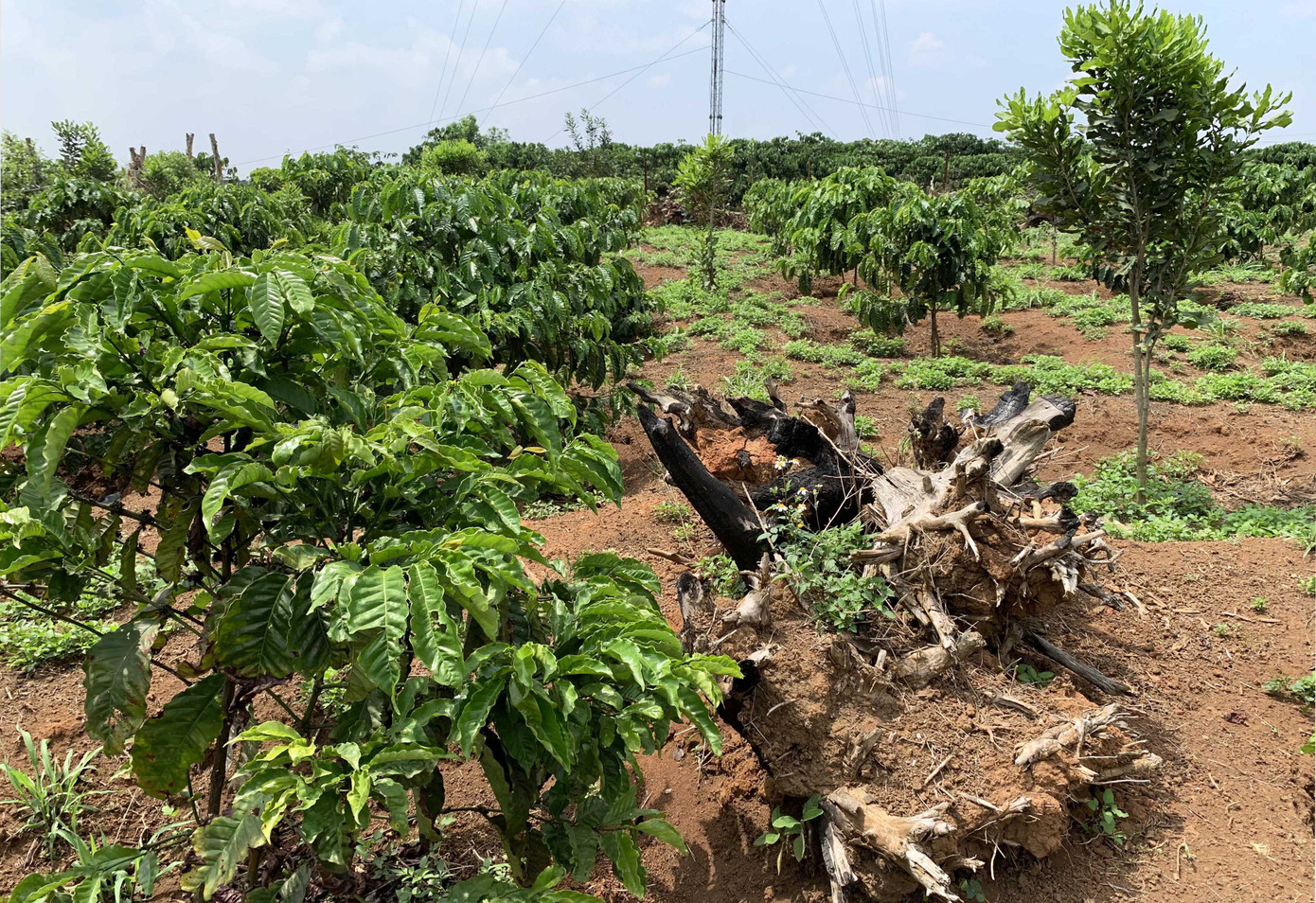 Những phi vụ lách luật khiến rừng ở Lâm Đồng bị tàn phá ảnh 1