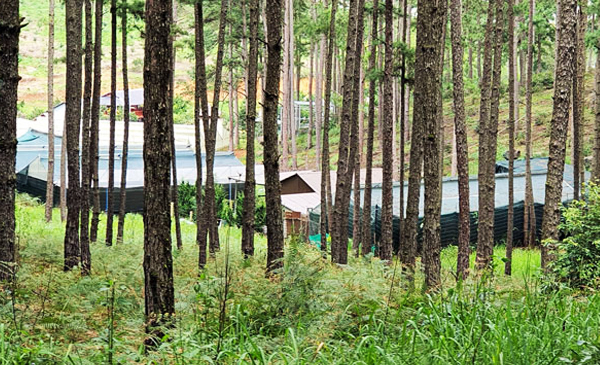 Thông Tây Nguyên bị bức tử ảnh 1