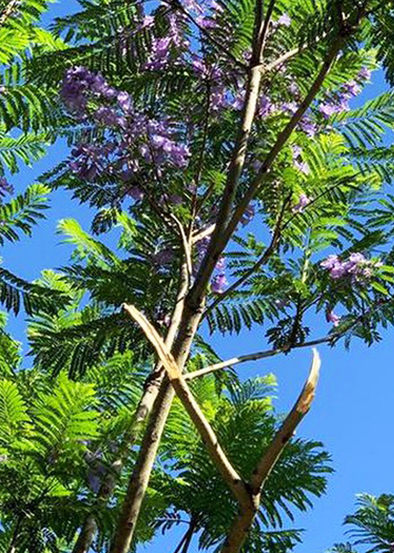 Tìm ra người đàn ông trong clip bẻ cành phượng tím phản cảm ảnh 1