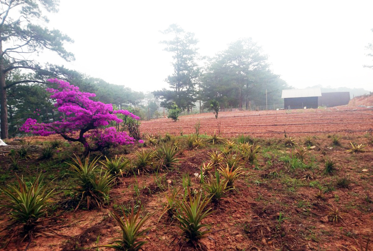 Đến 'xin' đất không được, vô cớ đánh người nhập viện ảnh 1