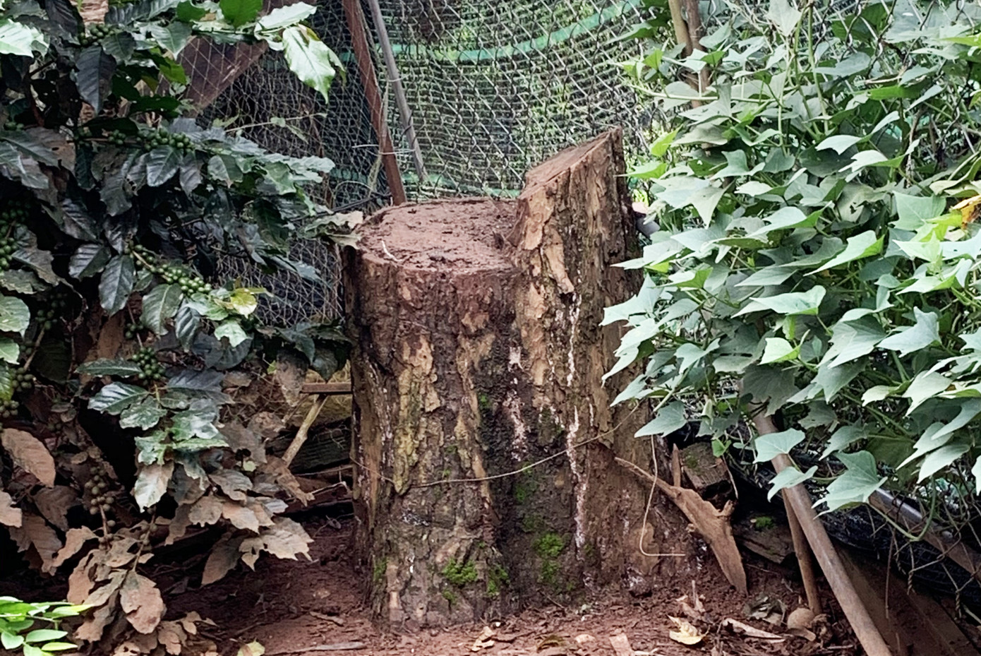 Nhiều cán bộ lấn chiếm đất công làm nhà, ‘hô biến’ 18 cây thông ảnh 4