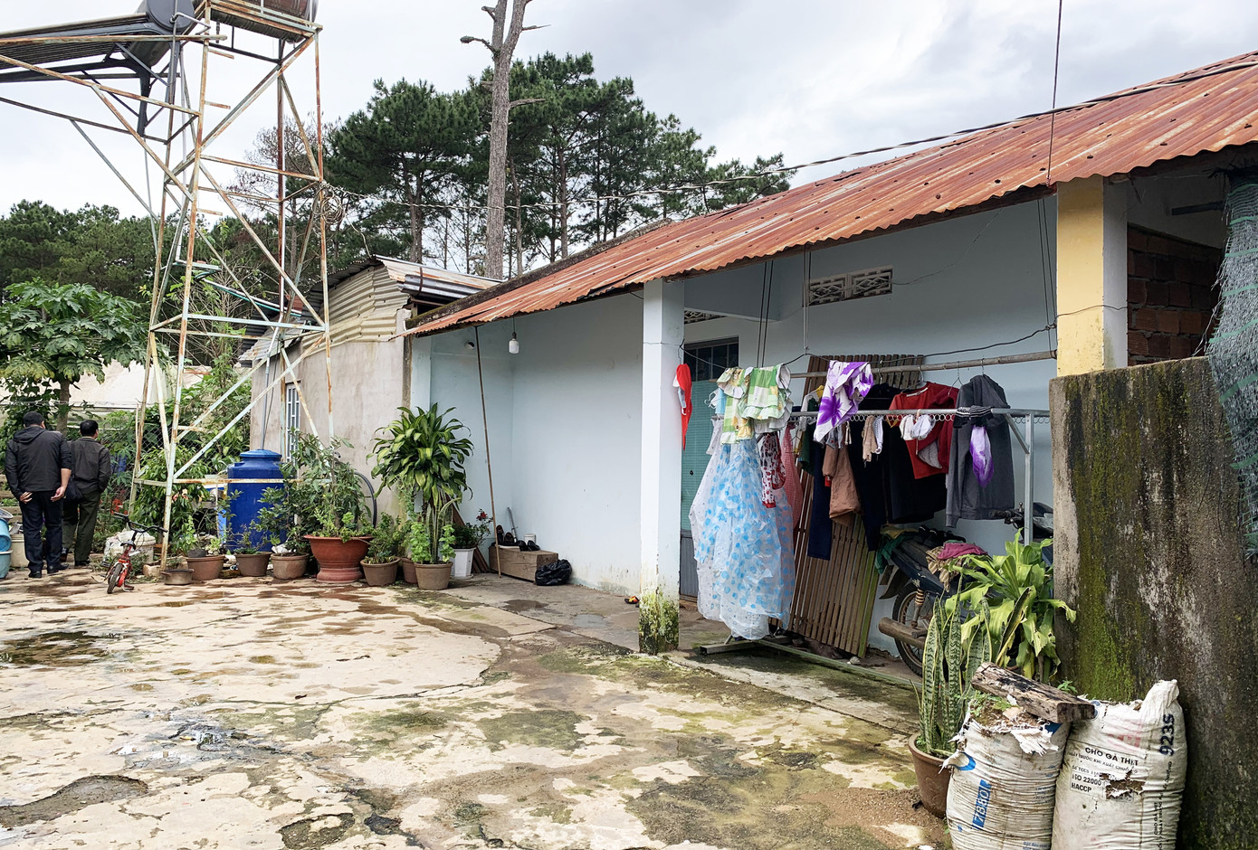 Nhiều cán bộ lấn chiếm đất công làm nhà, ‘hô biến’ 18 cây thông ảnh 2