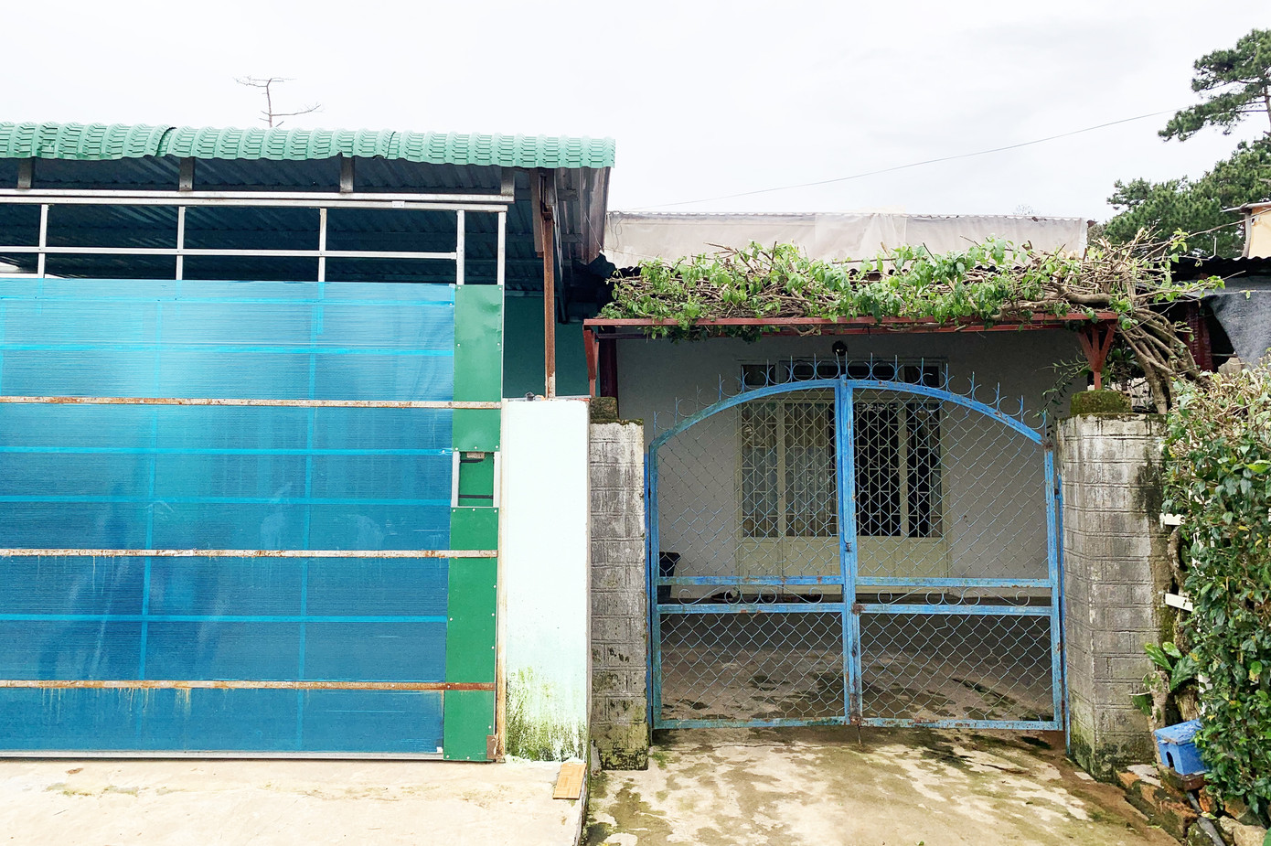 Nhiều cán bộ lấn chiếm đất công làm nhà, ‘hô biến’ 18 cây thông ảnh 1