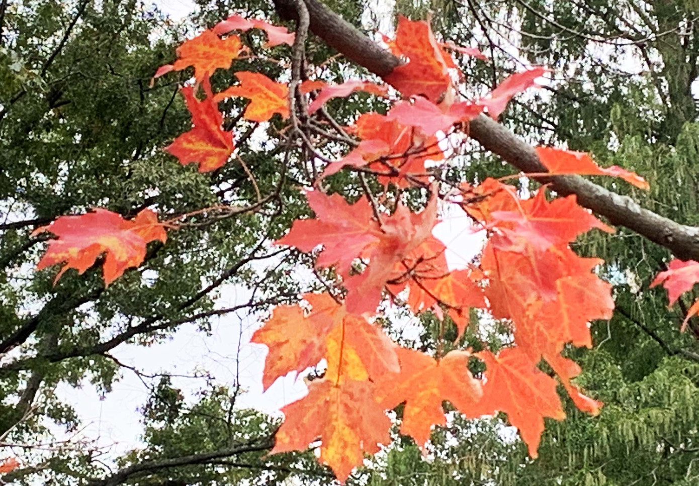 Người trẻ phát ‘sốt’ với du lịch tại chỗ: Săn mây, ngắm lá phong ảnh 1