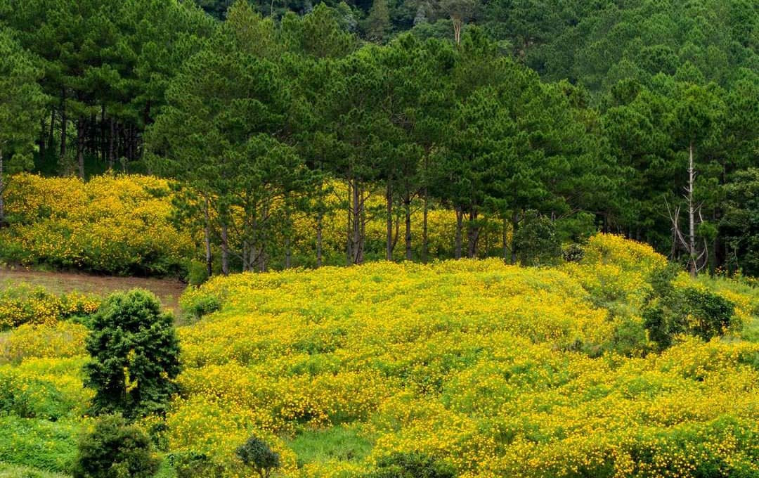 Người trẻ phát ‘sốt’ với du lịch tại chỗ: Săn mây, ngắm lá phong ảnh 3