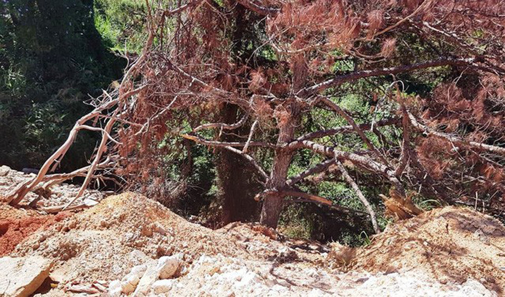 Ùn ùn tuồn rác thải vào rừng thông Đà Lạt ảnh 4