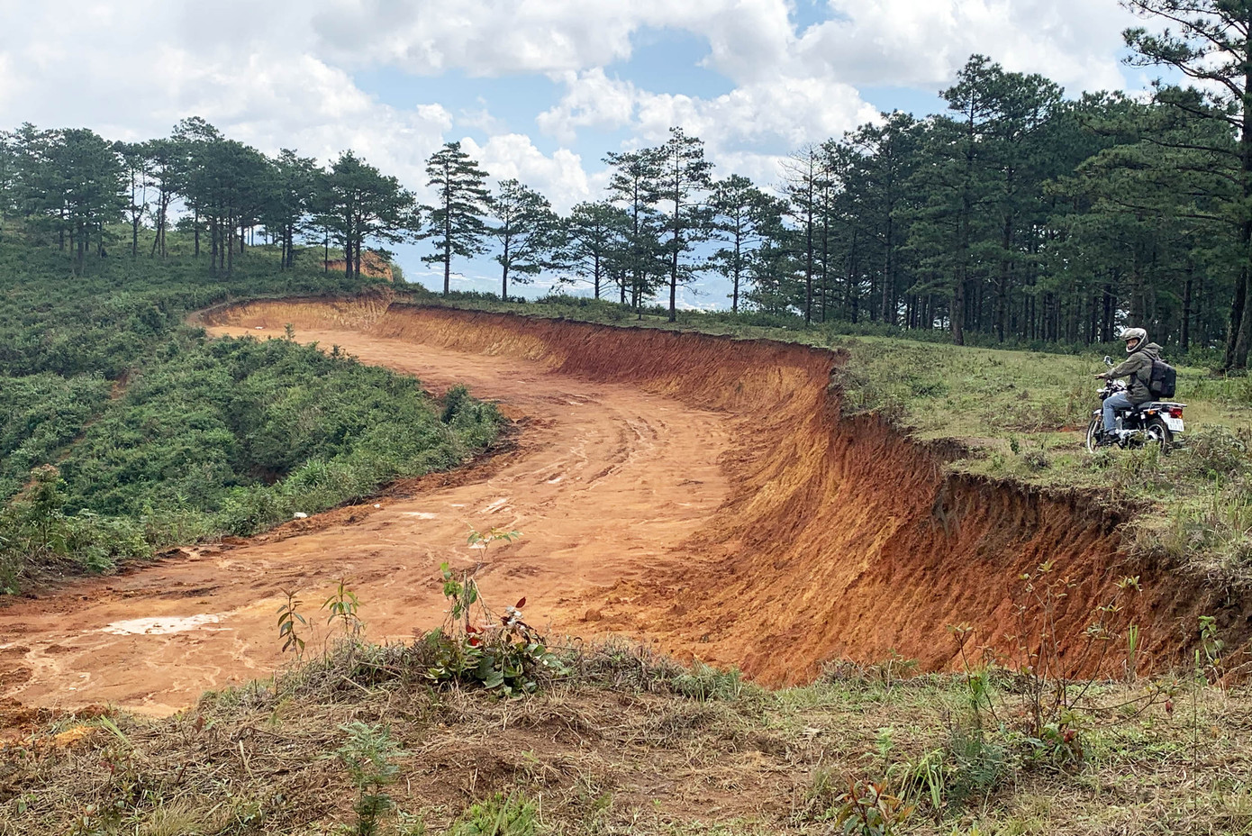 Buộc khôi phục đồi thông bị xẻ làm đường khai thác khoáng sản ảnh 1