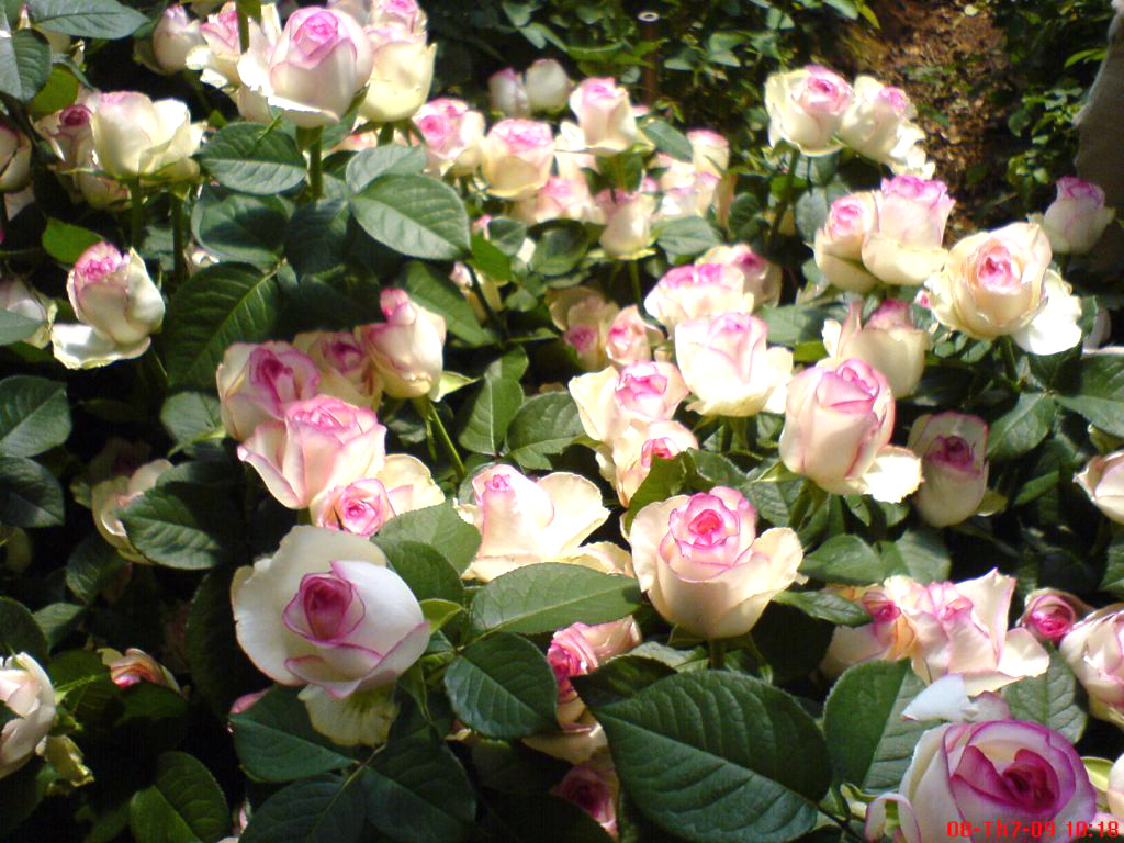 Muôn hoa khoe sắc rực rỡ tại Hội hoa xuân Đà Lạt ảnh 7