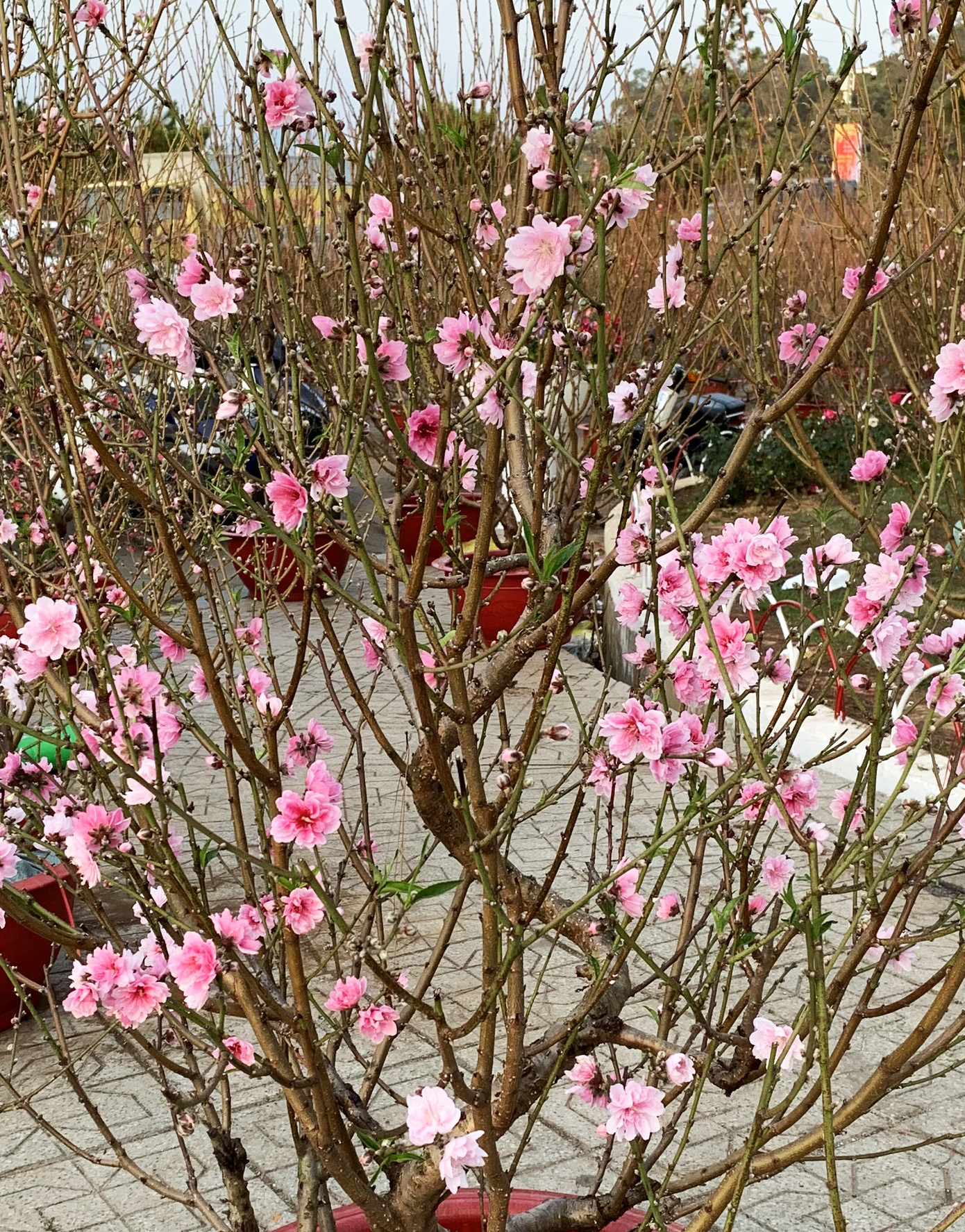 Muôn hoa khoe sắc rực rỡ tại Hội hoa xuân Đà Lạt ảnh 5