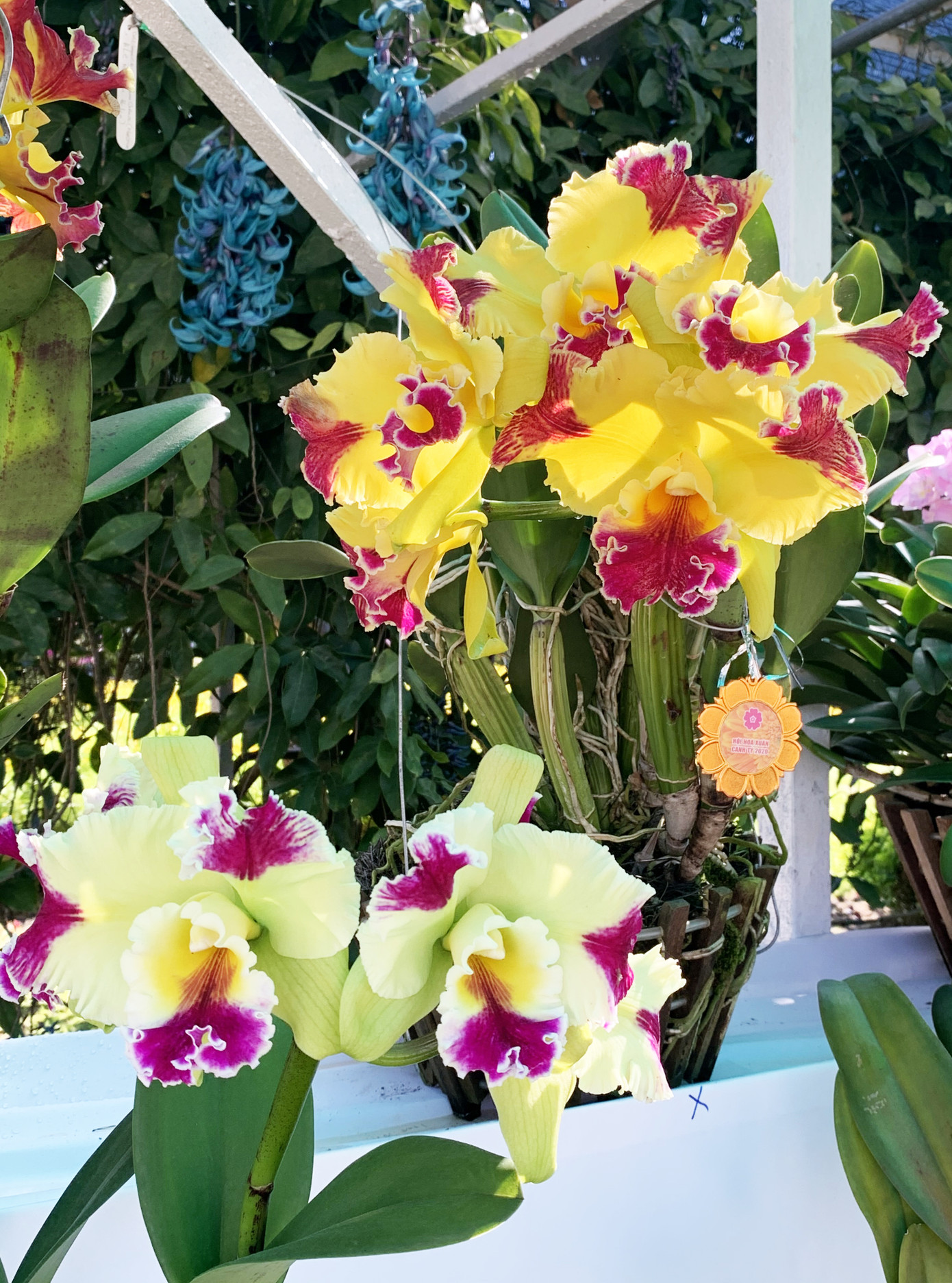 Muôn hoa khoe sắc rực rỡ tại Hội hoa xuân Đà Lạt ảnh 2