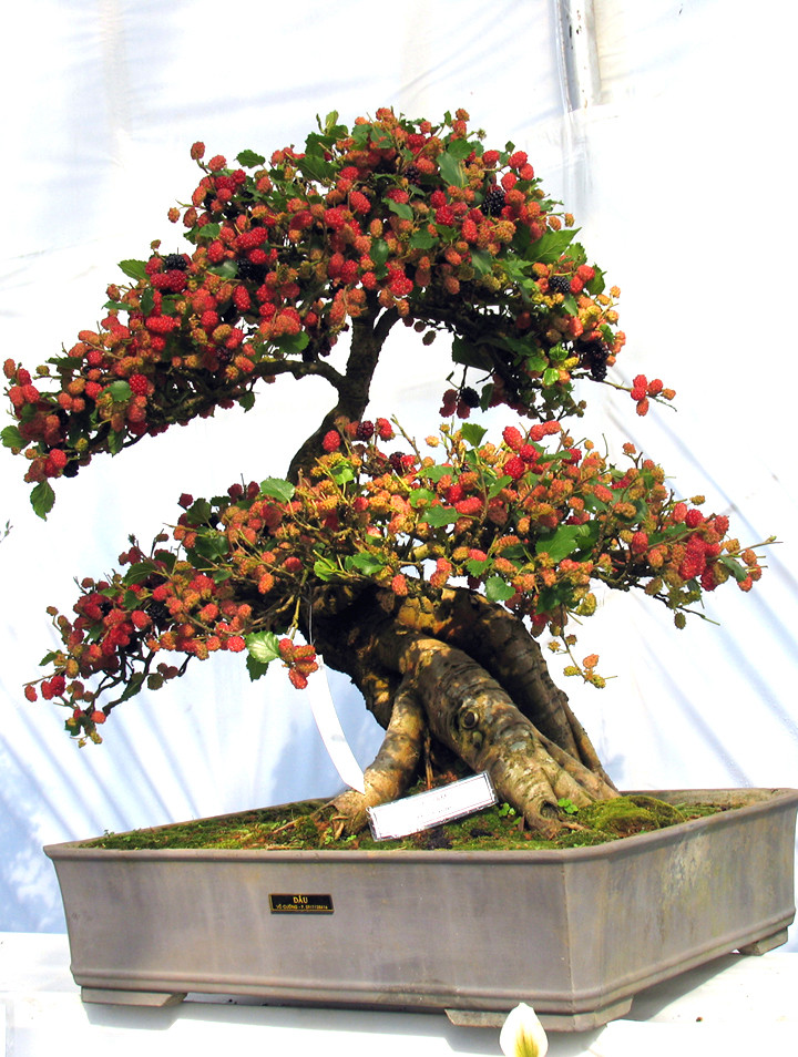 Muôn hoa khoe sắc rực rỡ tại Hội hoa xuân Đà Lạt ảnh 3