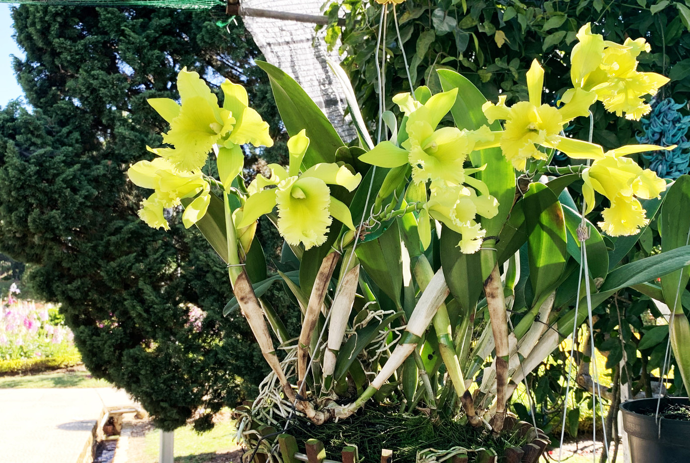 Muôn hoa khoe sắc rực rỡ tại Hội hoa xuân Đà Lạt ảnh 4