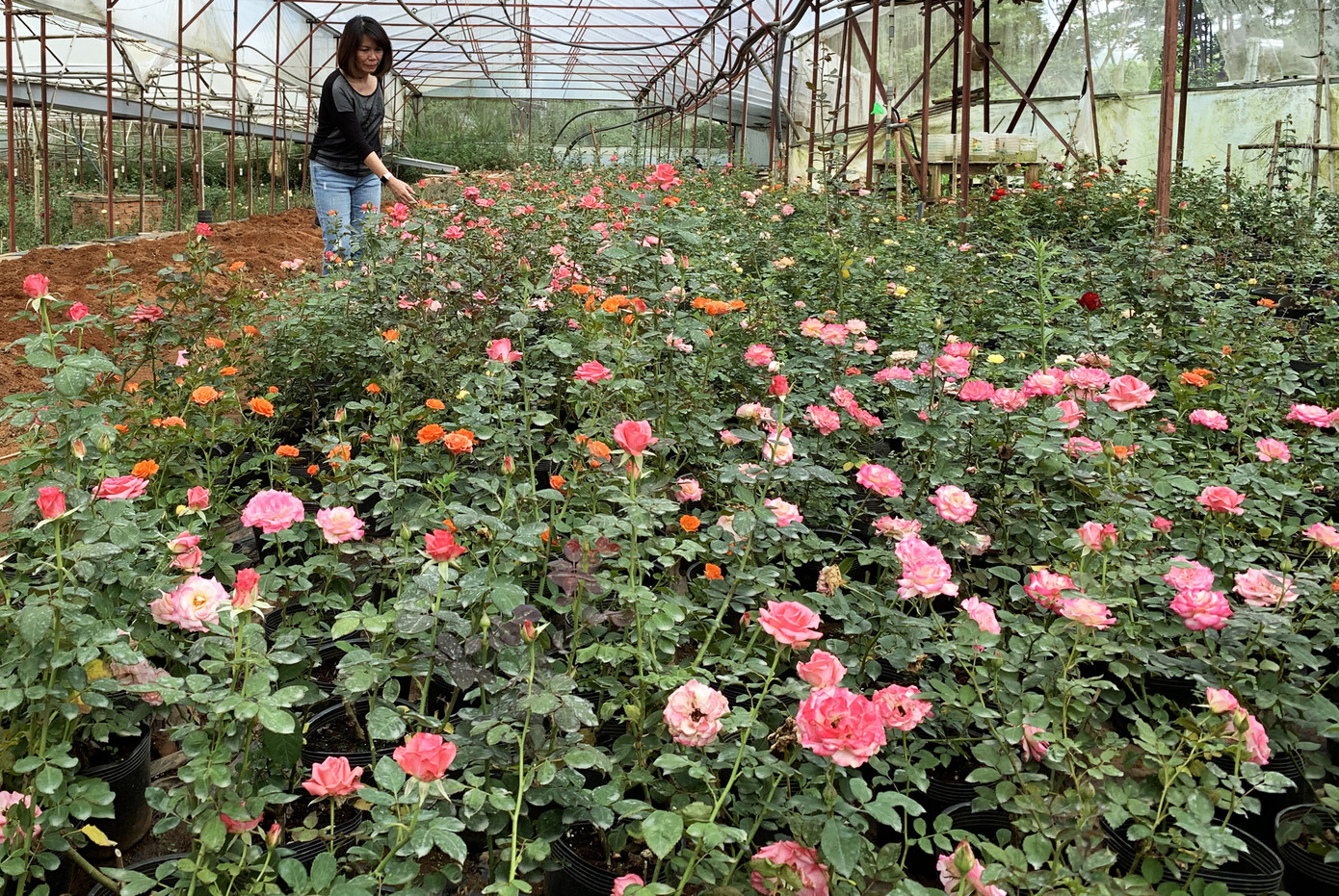 Muôn hoa khoe sắc rực rỡ tại Hội hoa xuân Đà Lạt ảnh 6